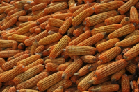 Maize collection