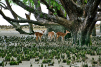 Sundarbans, Khulna