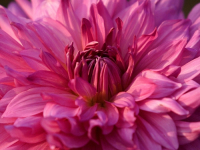 Flowers are displaced at a flower show on February, 2004.   Photograph/Sucheta Das