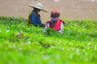 Tea garden workers during lockdown
