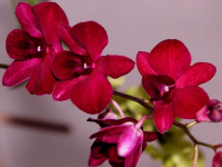 Flowers are displaced at a flower show in Kolkata, India on February, 2004.   Photograph/Sucheta Das