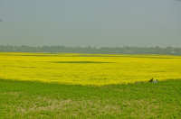 Mustard Field, Singair