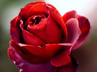 Flowers are displaced at a flower show in Kolkata, India on February, 2004.   Photograph/Sucheta Das