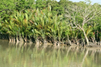 Sundarbans, Khulna