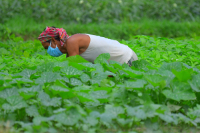 Agriculture, during lockdown