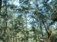 Tamarisk tree forest