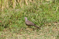 Spotted dove, Mymensingh