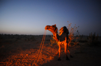  A camel is lit by a firelight at dawn in the desert.