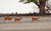 Sundarbans, Khulna