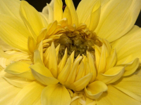 Flowers are displaced at a flower show on February, 2004.   Photograph/Sucheta Das