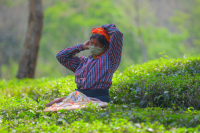 Tea garden workers during lockdown