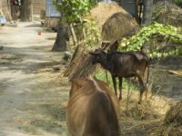Village_Bangladesh