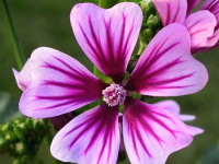 Flowers are displaced at a flower show in Kolkata, India on February, 2004.   Photograph/Sucheta Das