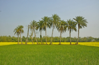 Mustard Field, Singair