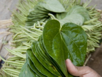 Betel leaf_Bangladesh