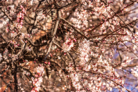 Cherry Blossom in Russia