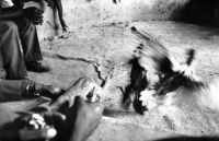 HAITI COCK FIGHTING, A FAVOURITE SPORT IN THE SHANTIES OF PORT AU PRINCE, 1991