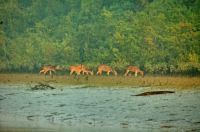 Sundarbans, Khulna, Bangladesh