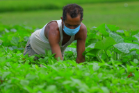 Agriculture, during lockdown