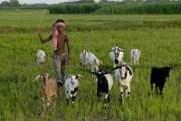 Graze goat: Bangladesh