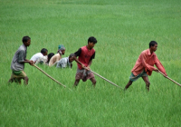 Farmers working at paddy field