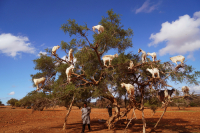  Goats on trees