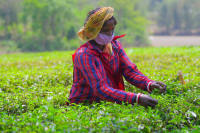 Tea garden workers during lockdown