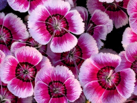 Flowers are displaced at a flower show in Kolkata, India on February, 2004.   Photograph/Sucheta Das
