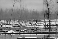 A Kashmiri walks across a snow-laden field.