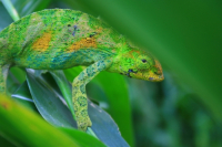 Johnston's Chameleon, Uganda