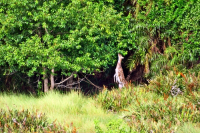 Sundarbans, Khulna