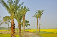 Mustard Field, Singair