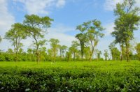 Jaflong Tea Garden