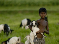 Graze goat: Bangladesh