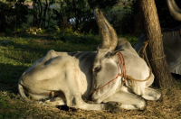 India. Cart bull resting. South India.