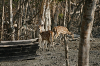 Sidr Aftermath, Sundarbans