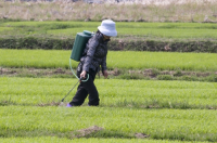 CHINA Peasants spraying fertilized on rice during harvest time in Yunnan province.
