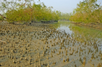 Sundarbans, Khulna, Bangladesh