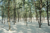 Tamarisk tree forest