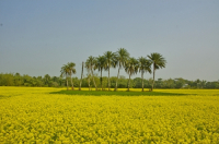 Mustard Field, Singair