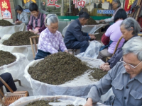 CHINA Sorting tea leaves and preparing them for packing  after harvest  in Fujian province.