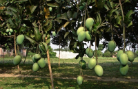 Mangoes of Northern district
