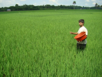 Using fertilizer in growing Aman plant in Jessore