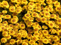 Flowers are displaced at a flower show in Kolkata, India on February, 2004.   Photograph/Sucheta Das